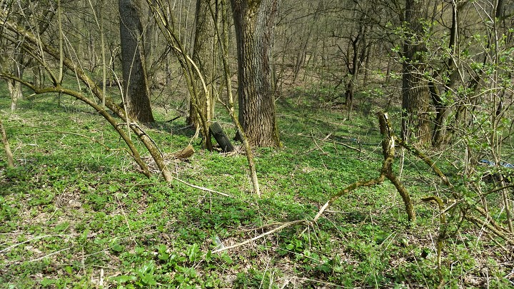 img00031.jpg